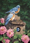 DIMENSIONS 91401 GARDEN BLUEBIRDS PBN