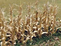 BACHMANN 32503 DRIED CORN STALKS ( 30 PK )